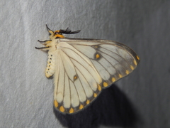 Pseudaphelia apollinaris