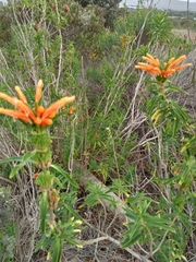 Leonotis leonurus