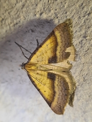 Anachloris subochraria