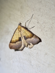 Anachloris subochraria