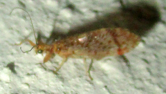 Mucroberotha vesicaria