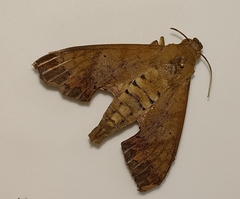 Pachylioides resumens