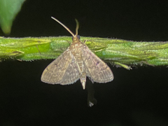 Herpetogramma
