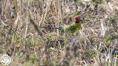 Psittacula cyanocephala