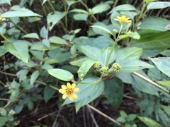 Wollastonia
