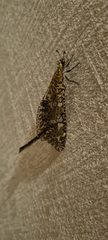 Palpares speciosus