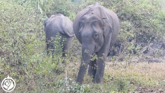 Elephas maximus indicus