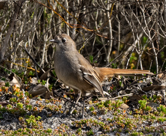 Drymodes brunneopygia
