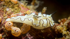 Doriprismatica atromarginata