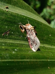 Spodoptera picta