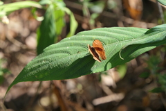 Abisara bifasciata