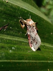 Spodoptera picta