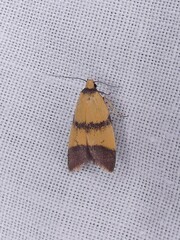 Heteroteucha translatella