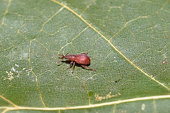 Apion cruentatum