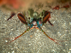 Odontodactylus scyllarus