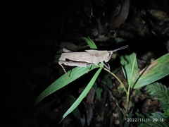 Colpolopha latipennis