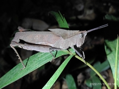 Colpolopha latipennis