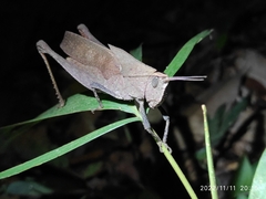 Colpolopha latipennis