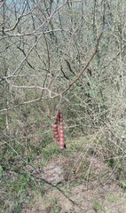 Vachellia aroma