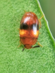 Spiloscapha nigrofasciata