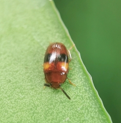 Spiloscapha nigrofasciata