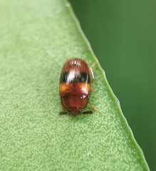 Spiloscapha nigrofasciata