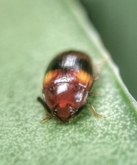 Spiloscapha nigrofasciata