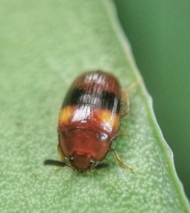 Spiloscapha nigrofasciata