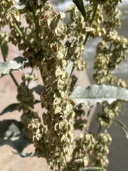Rumex hydrolapathum
