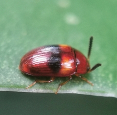 Spiloscapha nigrofasciata