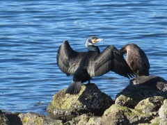 Phalacrocorax carbo hanedae