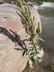 Rumex hydrolapathum