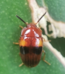 Spiloscapha nigrofasciata