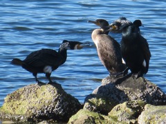 Phalacrocorax carbo hanedae