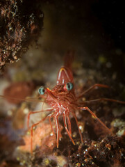 Rhynchocinetes durbanensis