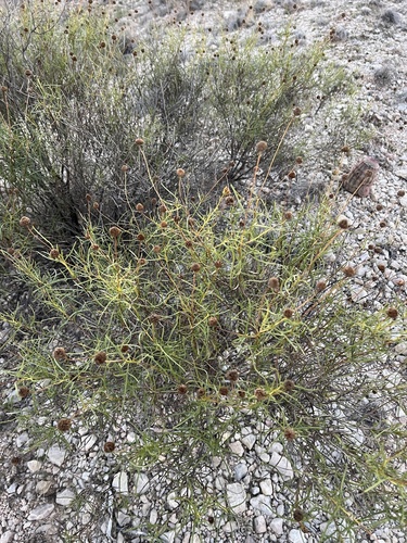 Sidneya tenuifolia