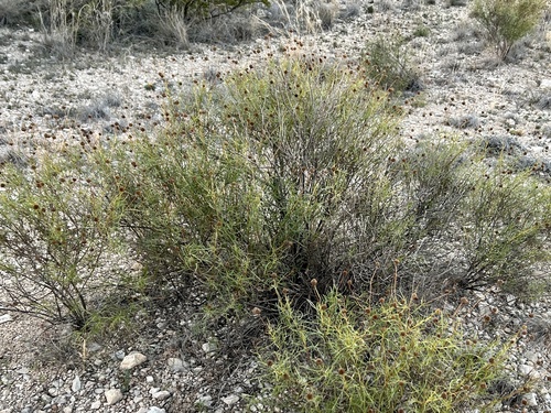 Sidneya tenuifolia