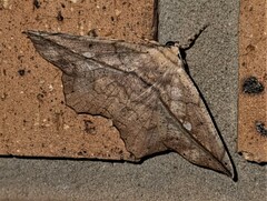 Polyacme dissimilis