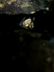Hipposideros larvatus