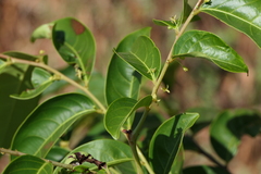 Glochidion hohenackeri