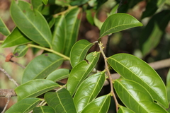 Glochidion hohenackeri