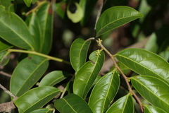 Glochidion hohenackeri