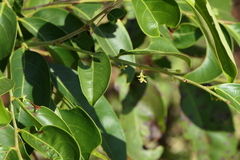 Glochidion hohenackeri