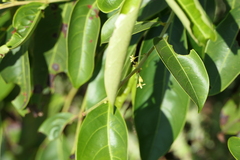 Glochidion hohenackeri