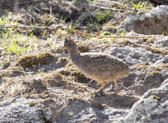 Nothoprocta pentlandii