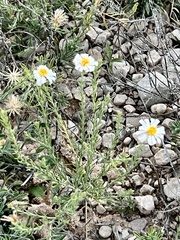 Chaetopappa ericoides