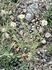 Chaetopappa ericoides