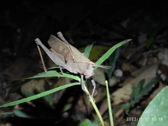 Colpolopha latipennis