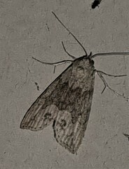 Calathusa basicunea