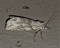 Calathusa basicunea